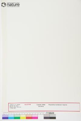 Polystichum andersonii