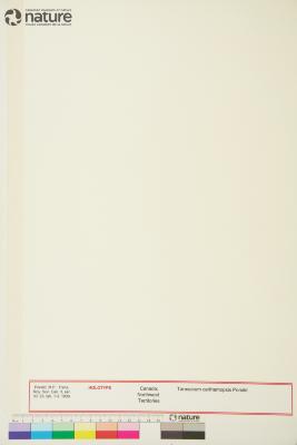 Taraxacum ceratophorum