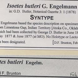 Isoetes butleri