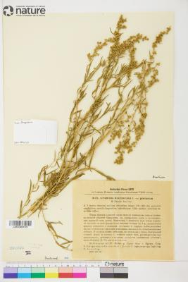 Artemisia dracunculus