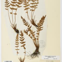 Physematium scopulinum