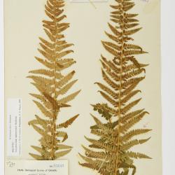 Polystichum andersonii