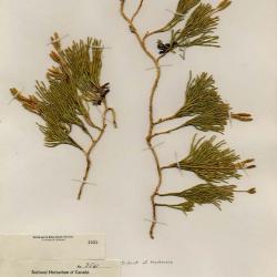 Diphasiastrum zeilleri