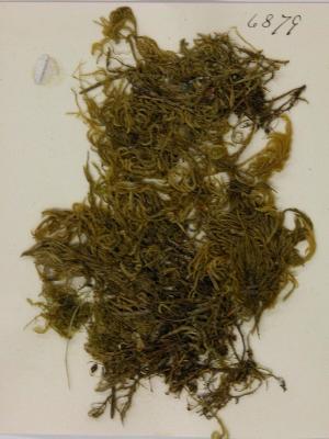 Pseudisothecium stoloniferum