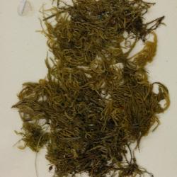 Pseudisothecium stoloniferum