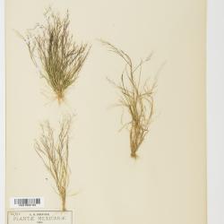 Muhlenbergia Schreb.