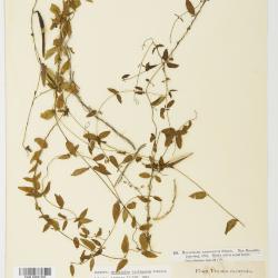 Metastelma barbigerum