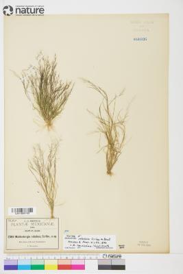 Muhlenbergia Schreb.