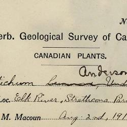 Polystichum andersonii