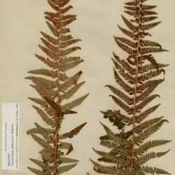 Polystichum andersonii