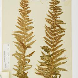 Polystichum andersonii