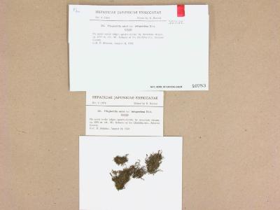 Plagiochila porelloides