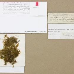 Pseudisothecium stoloniferum