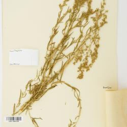 Artemisia dracunculus