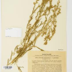 Artemisia dracunculus