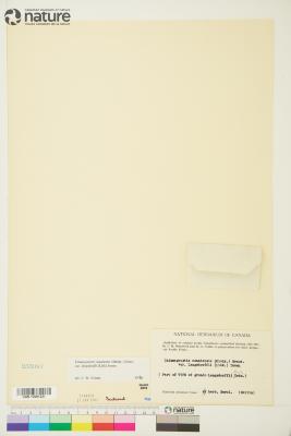 Calamagrostis Adans.