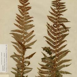 Polystichum andersonii