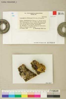 Scytinium cellulosum