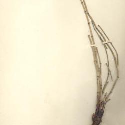 Equisetum hyemale