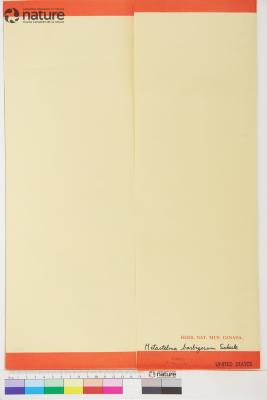 Metastelma barbigerum