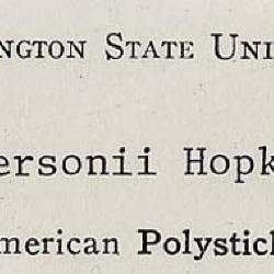 Polystichum andersonii