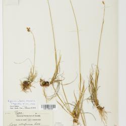 Carex atrofusca