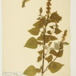 Salvia L.