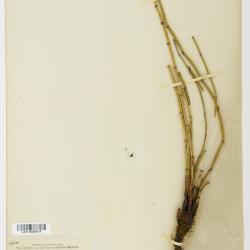 Equisetum hyemale