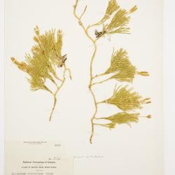 Diphasiastrum zeilleri