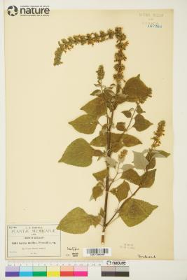Salvia L.