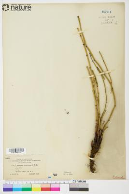 Equisetum hyemale