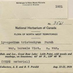 Diphasiastrum zeilleri