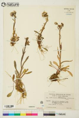 Tephroseris yukonensis