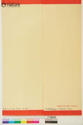 Kosteletzkya J.Presl