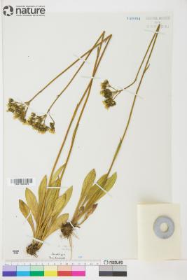 Hieracium pseudodenticuliferum