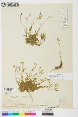 Draba norvegica