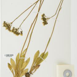 Hieracium pseudodenticuliferum