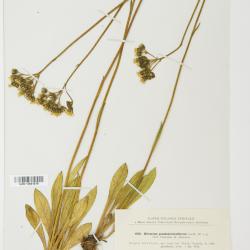 Hieracium pseudodenticuliferum