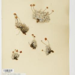 Eriogonum ovalifolium