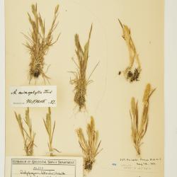 Agrostis exarata