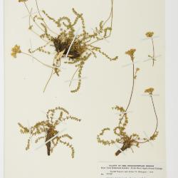 Ivesia Torr. & A.Gray