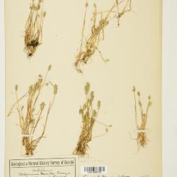 Alopecurus carolinianus