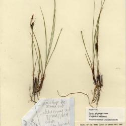 Carex subreducta