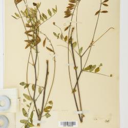 Astragalus robbinsii