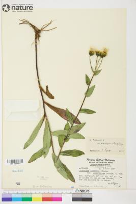 Hieracium umbellatum