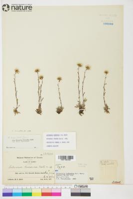 Antennaria monocephala