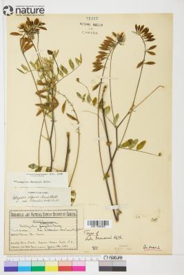 Astragalus robbinsii