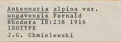 Antennaria alpina
