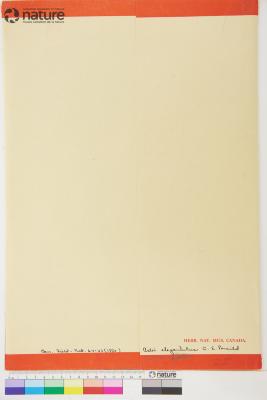 Symphyotrichum falcatum