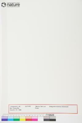 Selaginella P.Beauv.